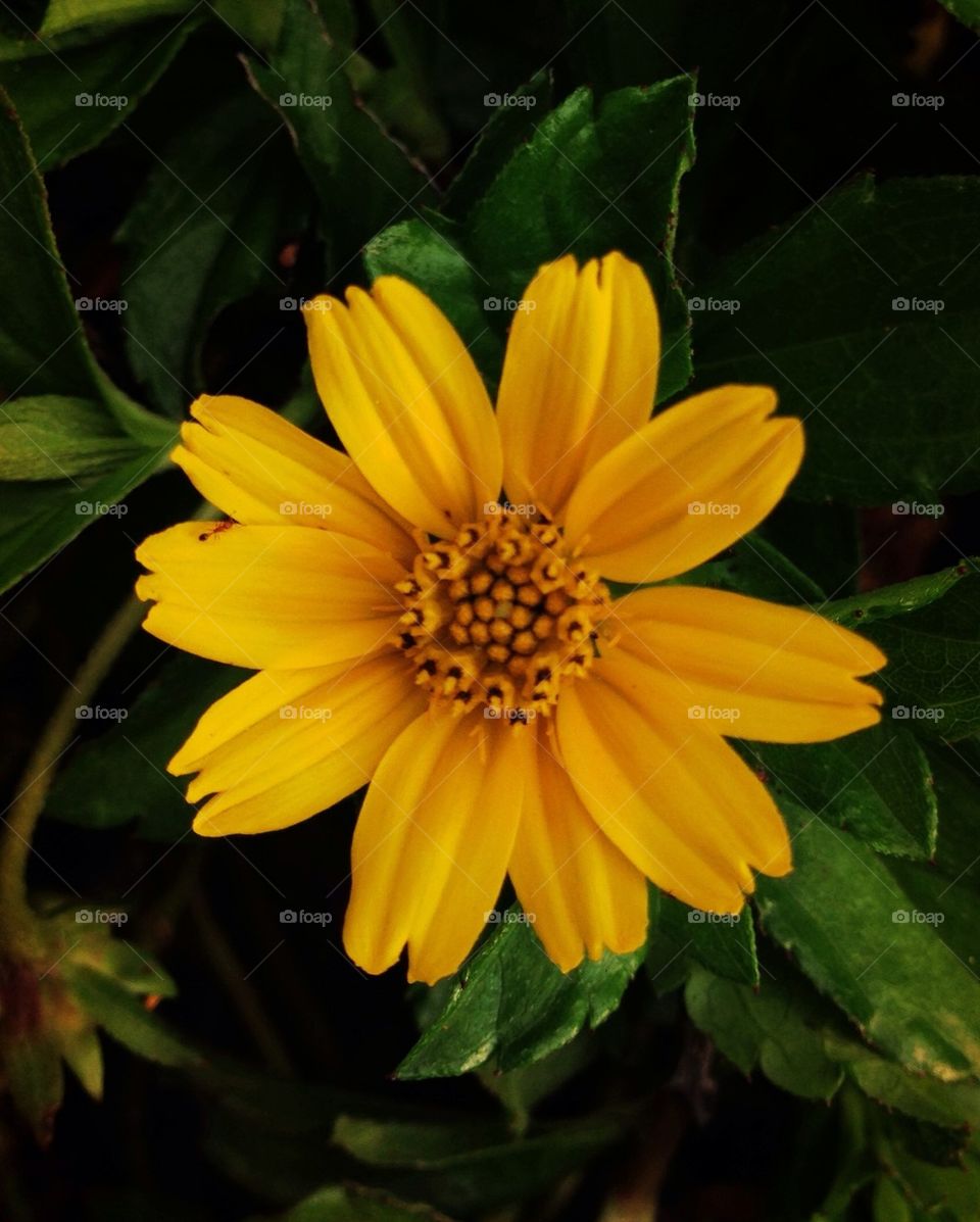 Yellow Petals