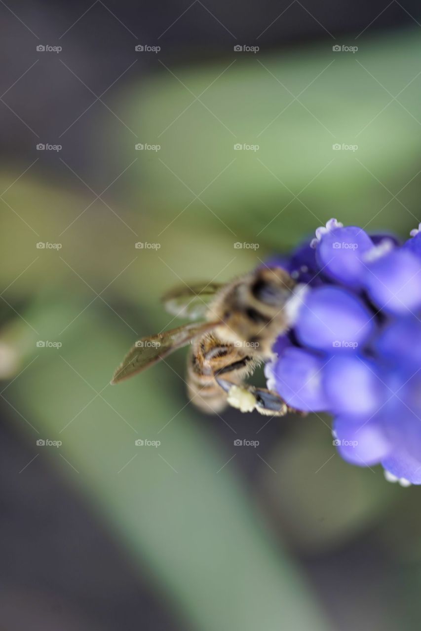bee