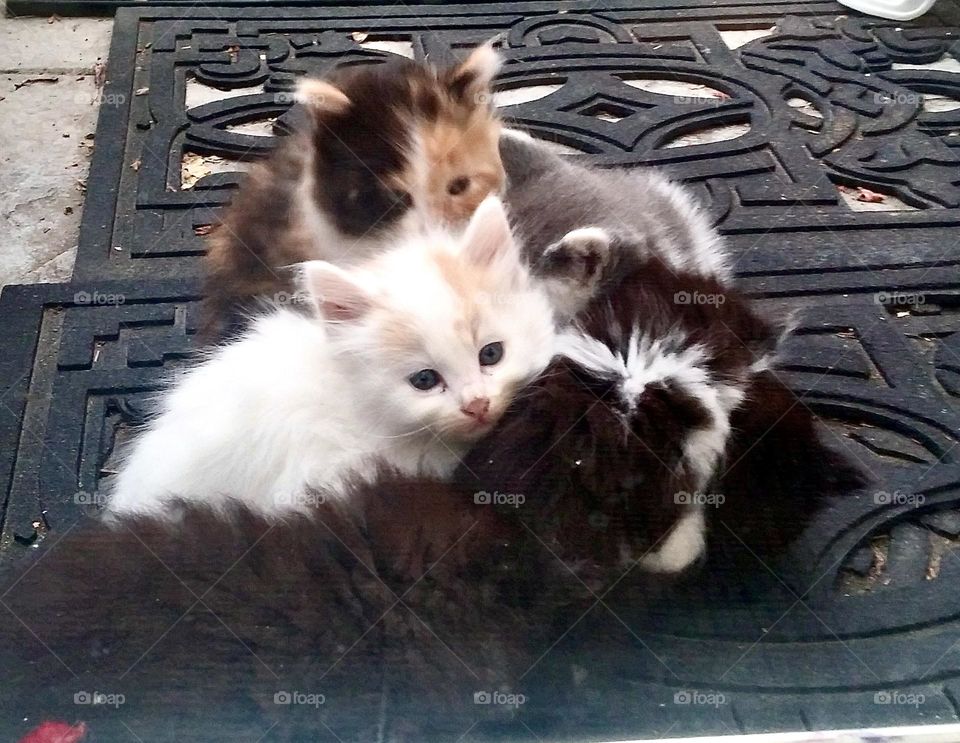 These kittens like to hang out in a pile by the back door!