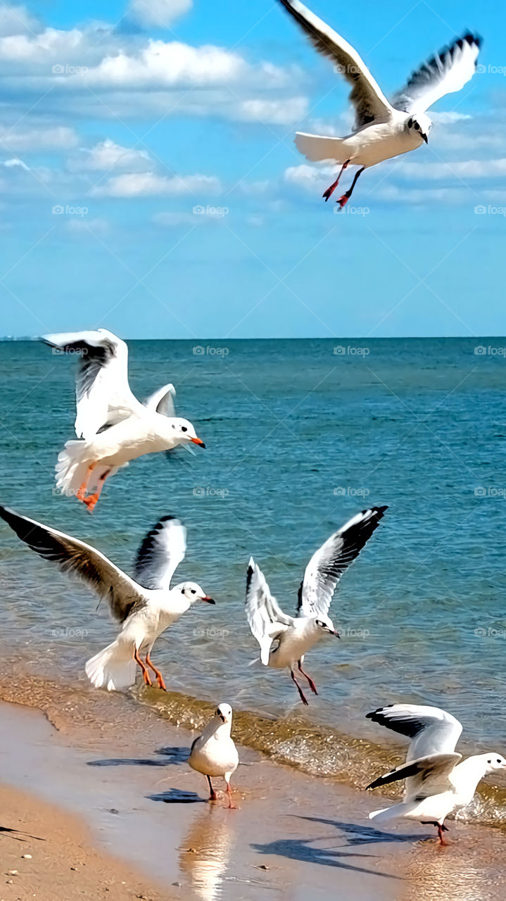 Bird, Seagulls, Freedom, Wildlife, Flight