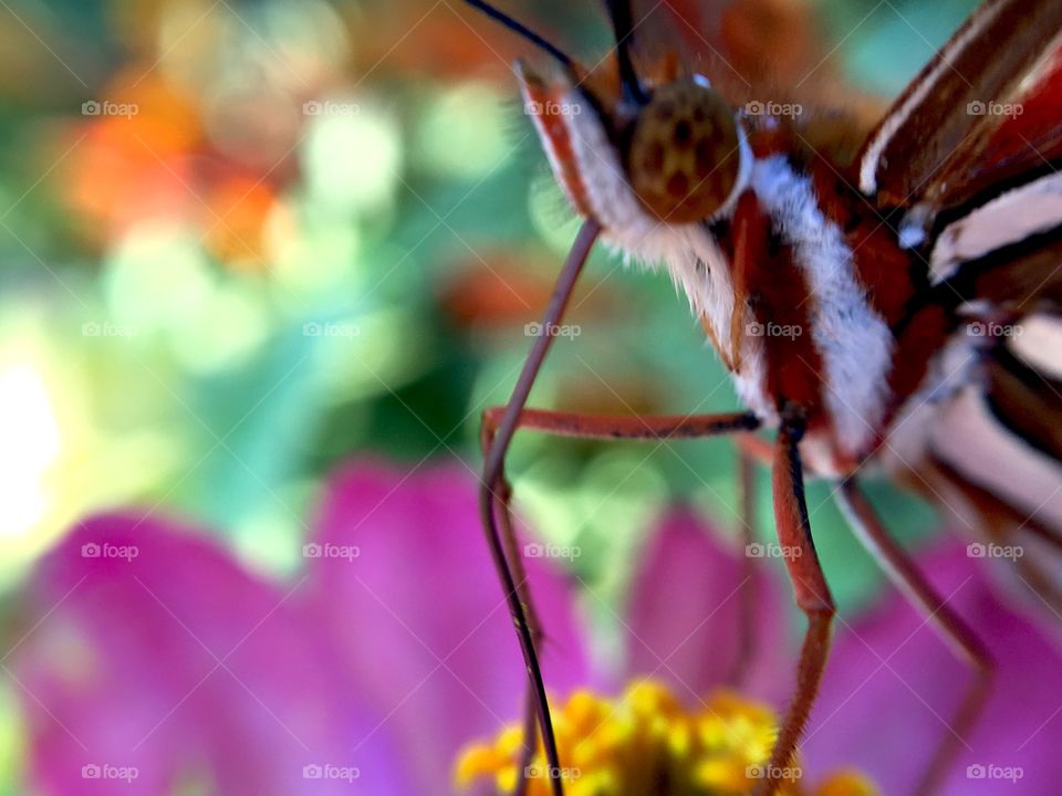 Extreme closeup of a butterfly.