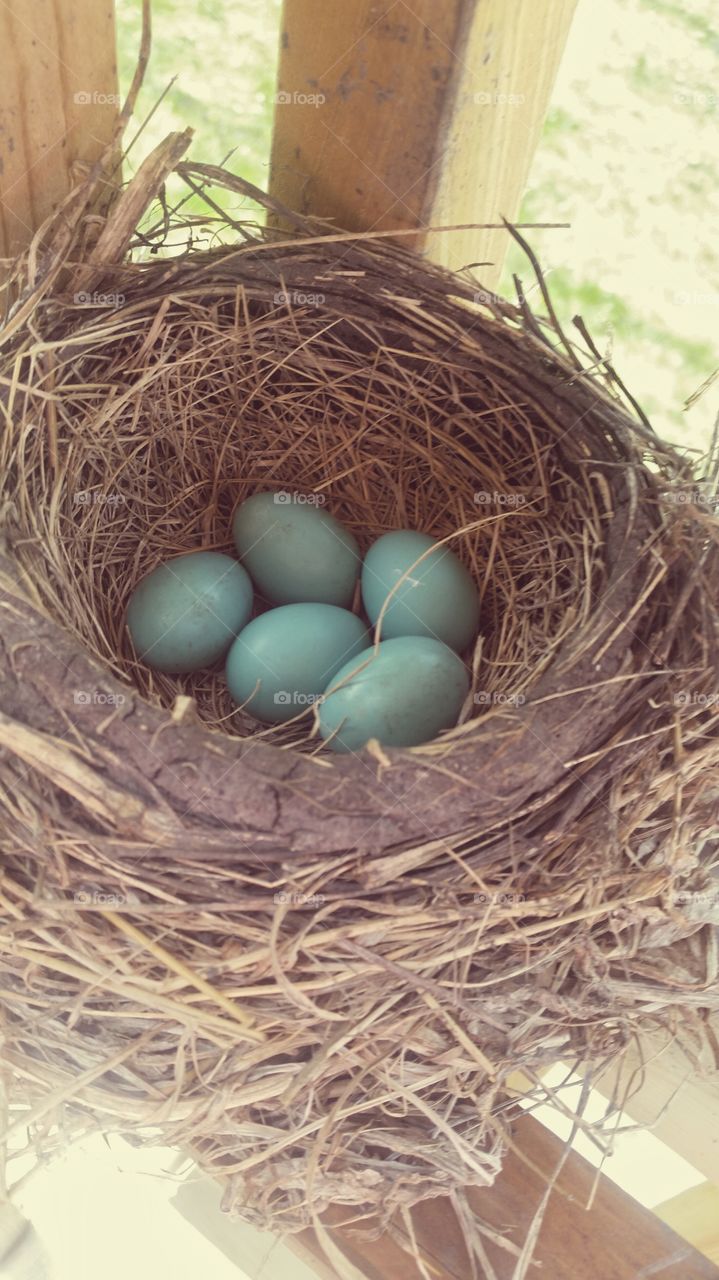 five robin eggs in a nest