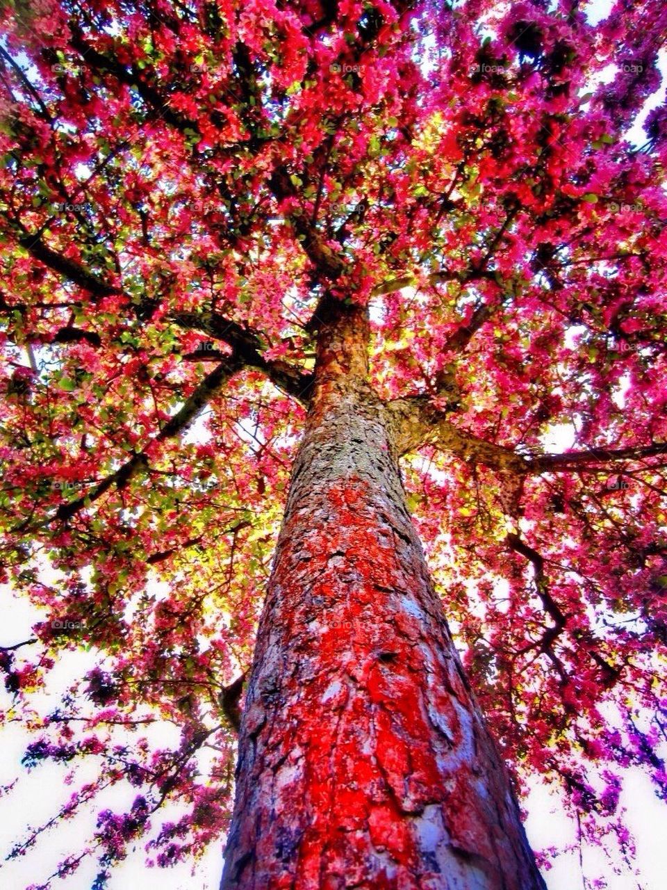 Pink tree