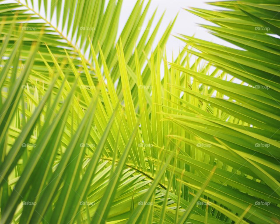 Palm leaf against white background