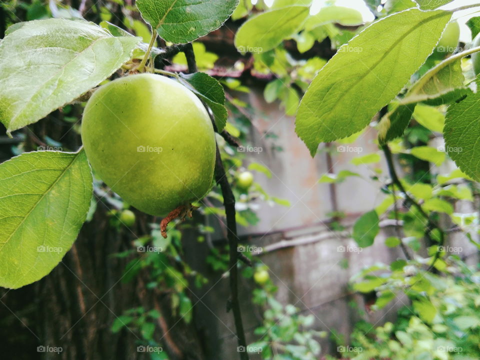 A real green apple on a tree, although not perfect, but very tasty