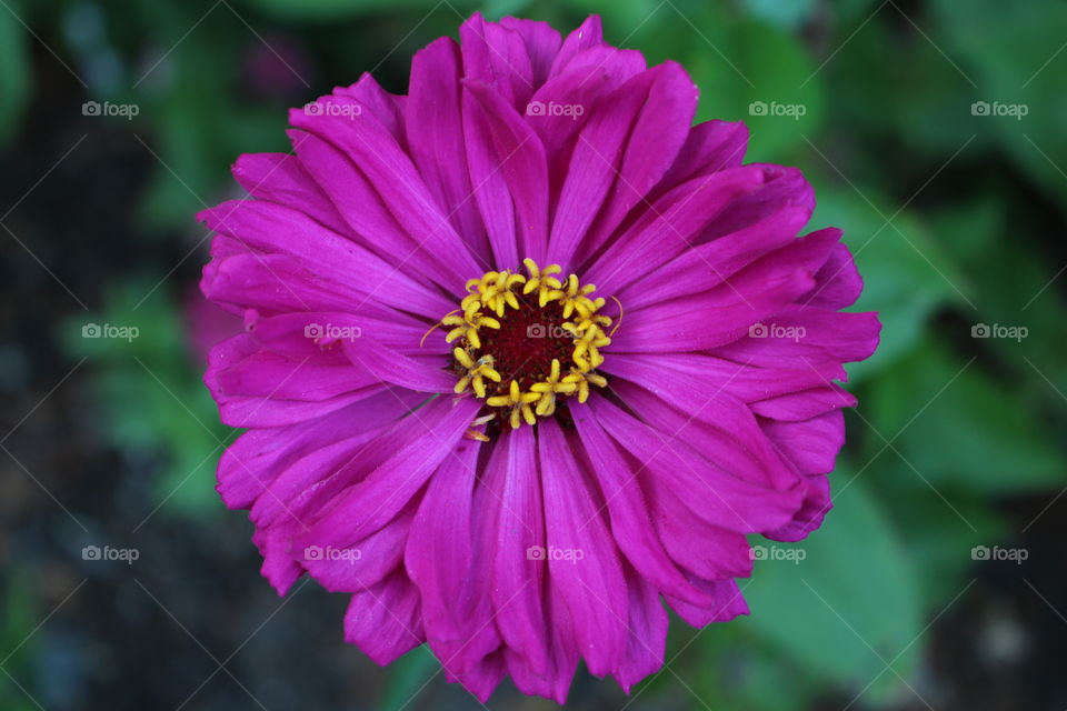 purple flower, Zinnia