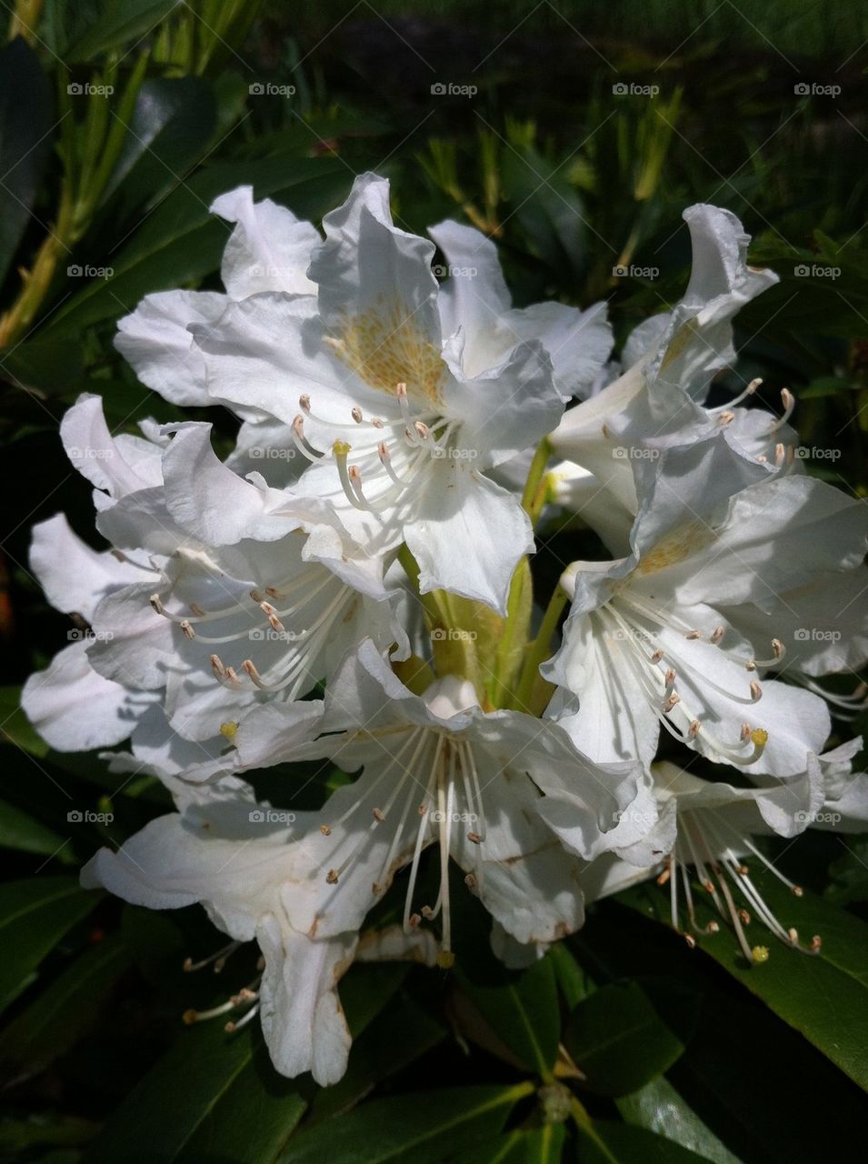 flowers garden lilies lily by bj