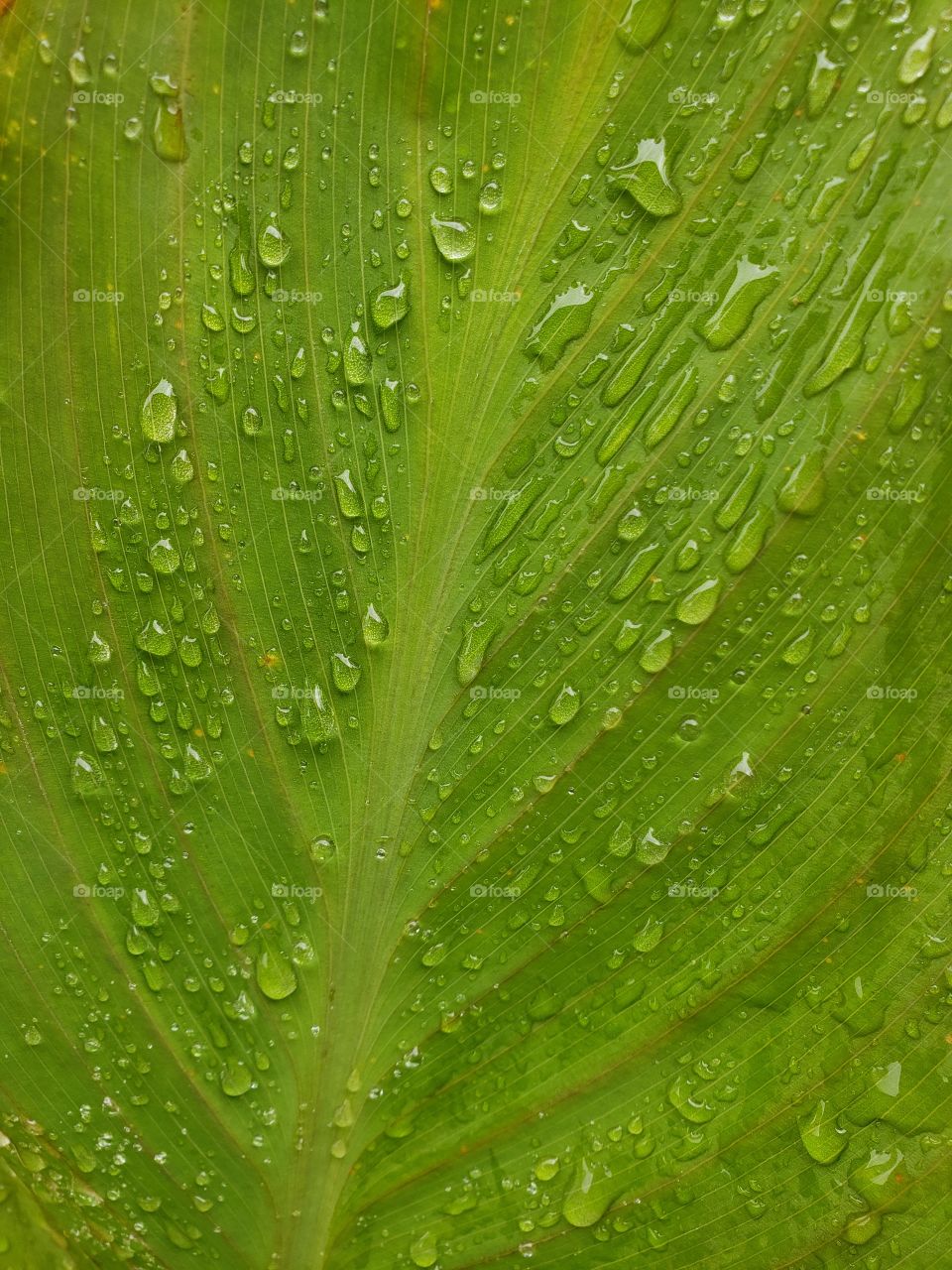 plant leaf