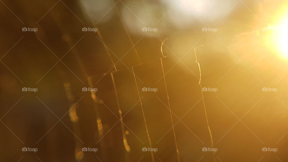 spider web reflecting in the golden hour as sunset approaches