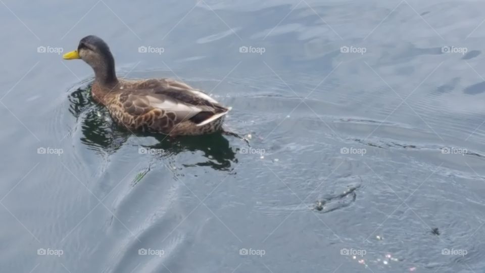 mama duck