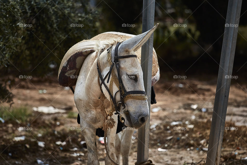 Donkey tied to a pillar