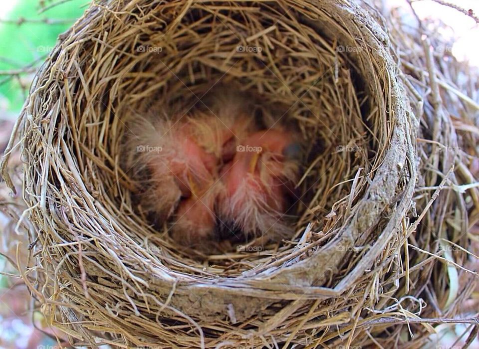 Newborn Robins