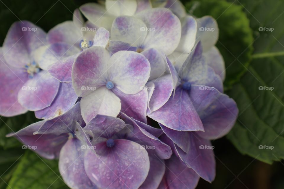 Purple and White Hydrangea 