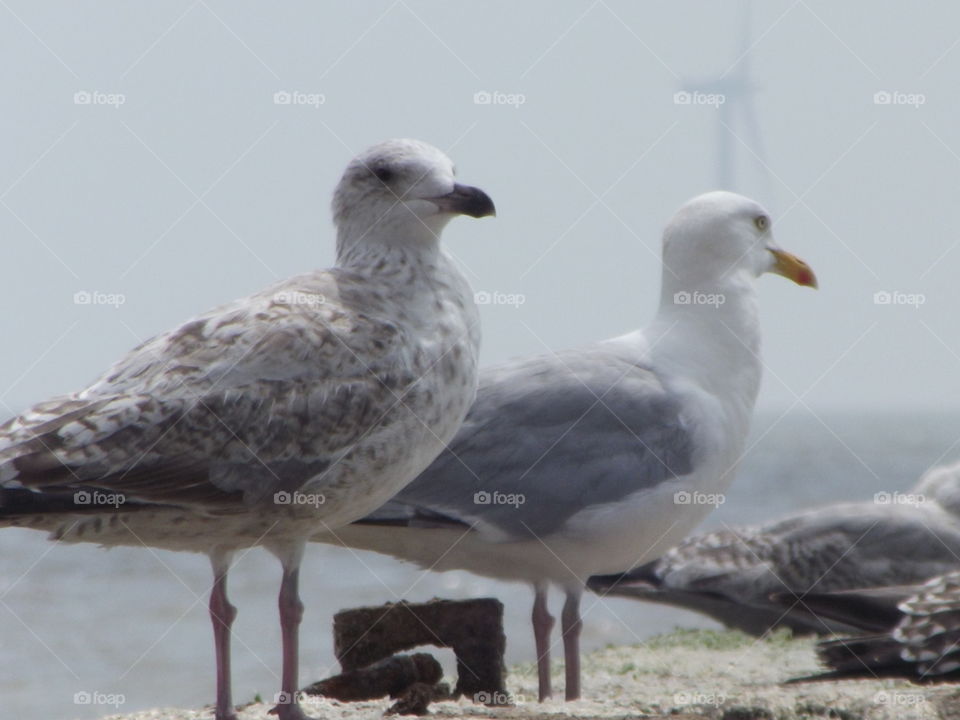 Seagulls At The Seaside