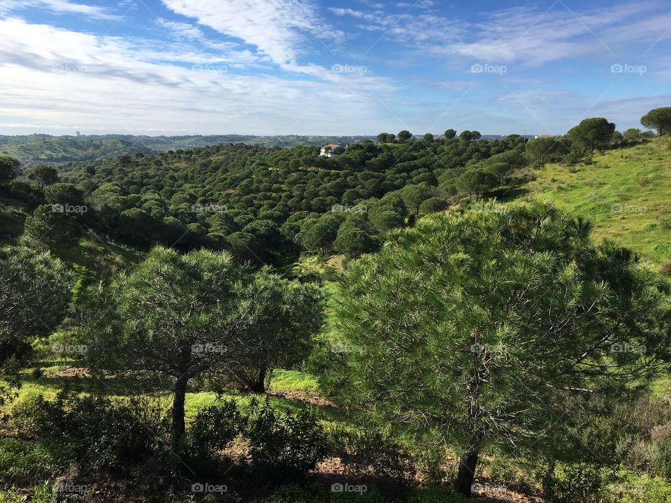 Landscape with pines