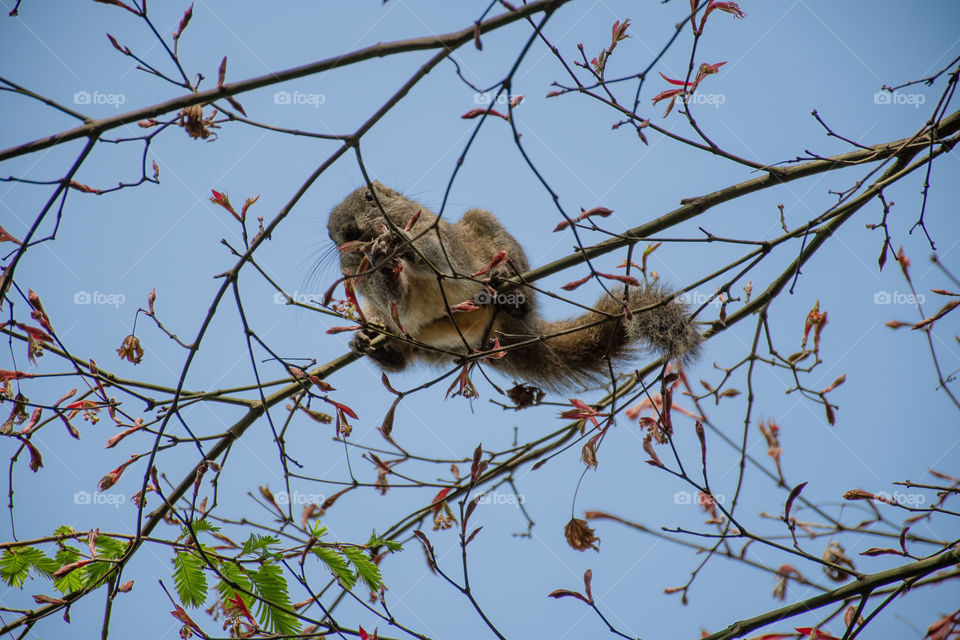 A squirrel is eating leaves