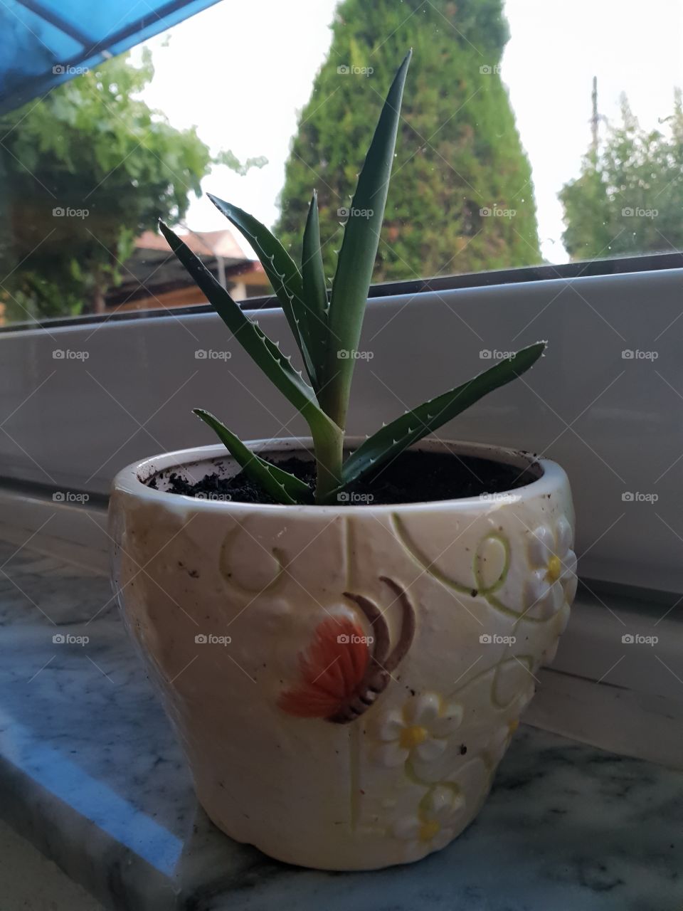 aloe vera..