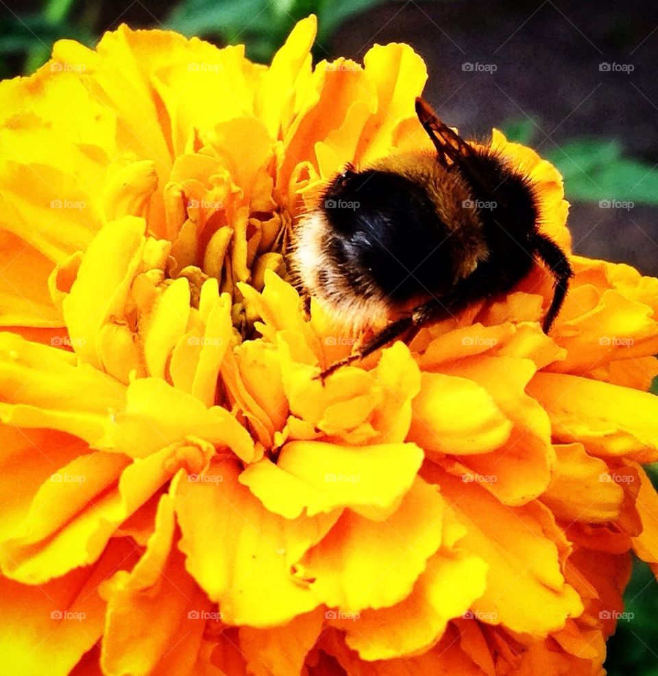 yellow pollen flower macro by hannahdagogo