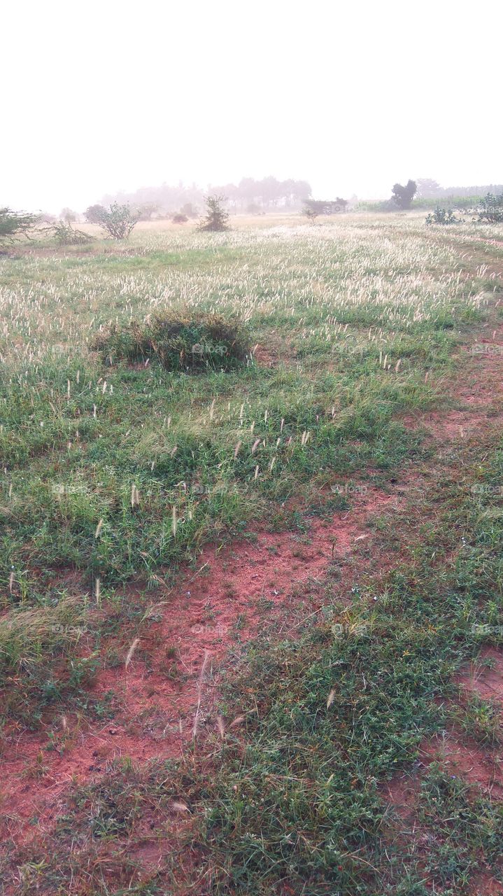 green sky grass snow