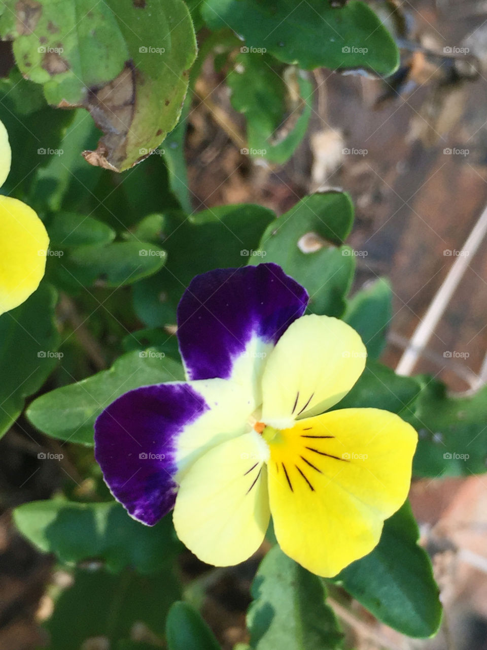 Purple and yellow pansy flower