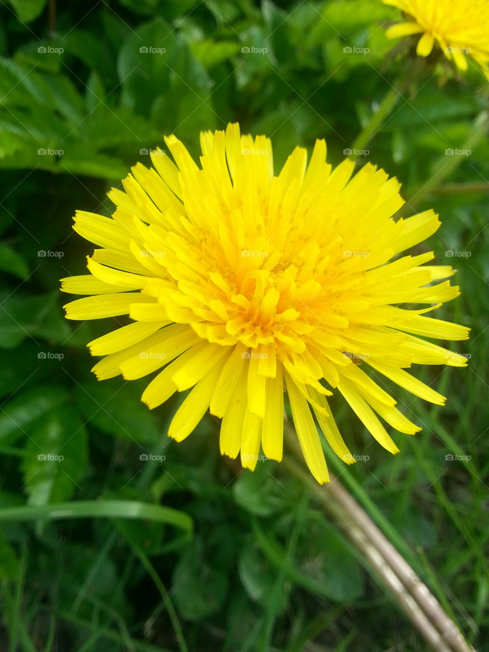 Dandy. Even weeds can be beautiful..