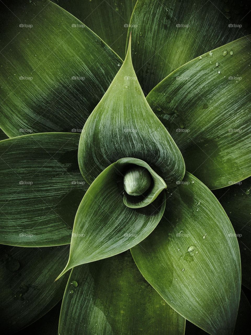 Vibrant green plant, almost Star points with elegant curves and angles, aloe type fauna, with water droplets 