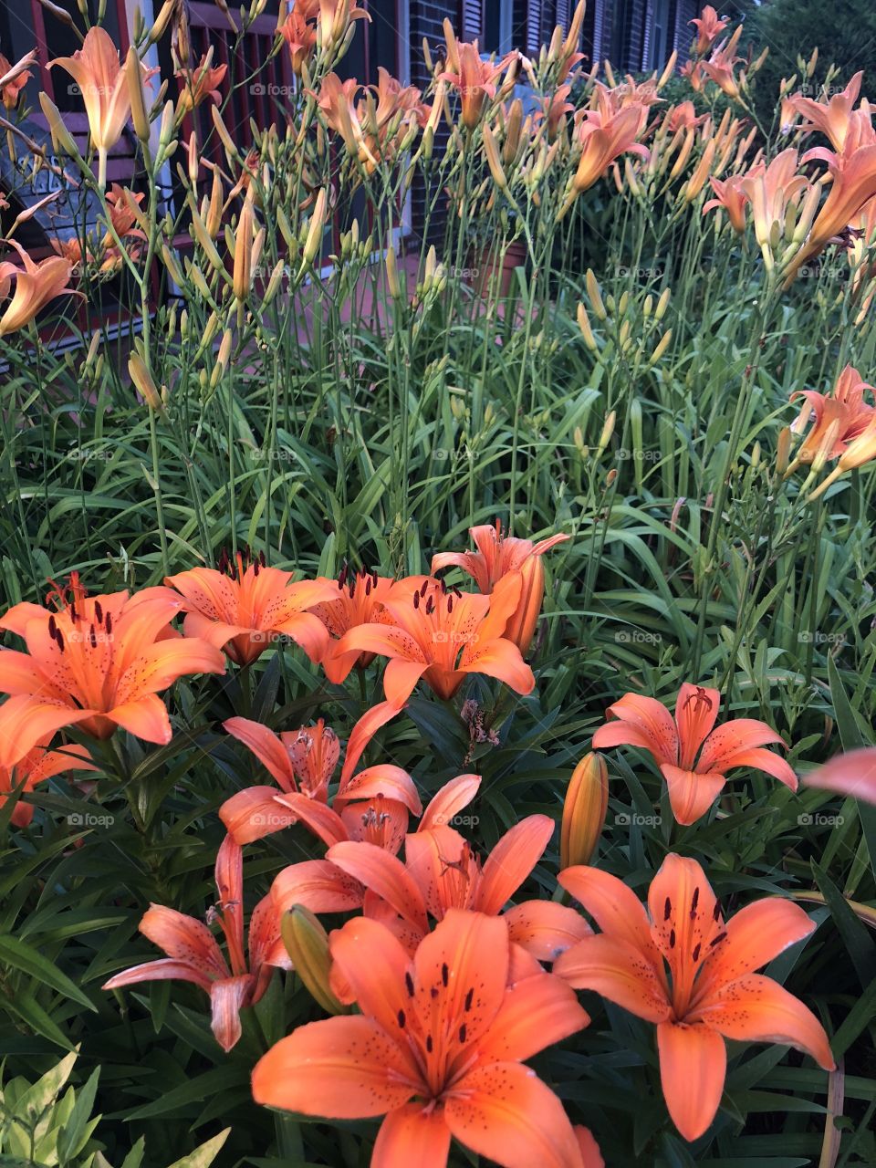 Gorgeous orange tiger lilies and daylilies with their smiling faces in the garden. 