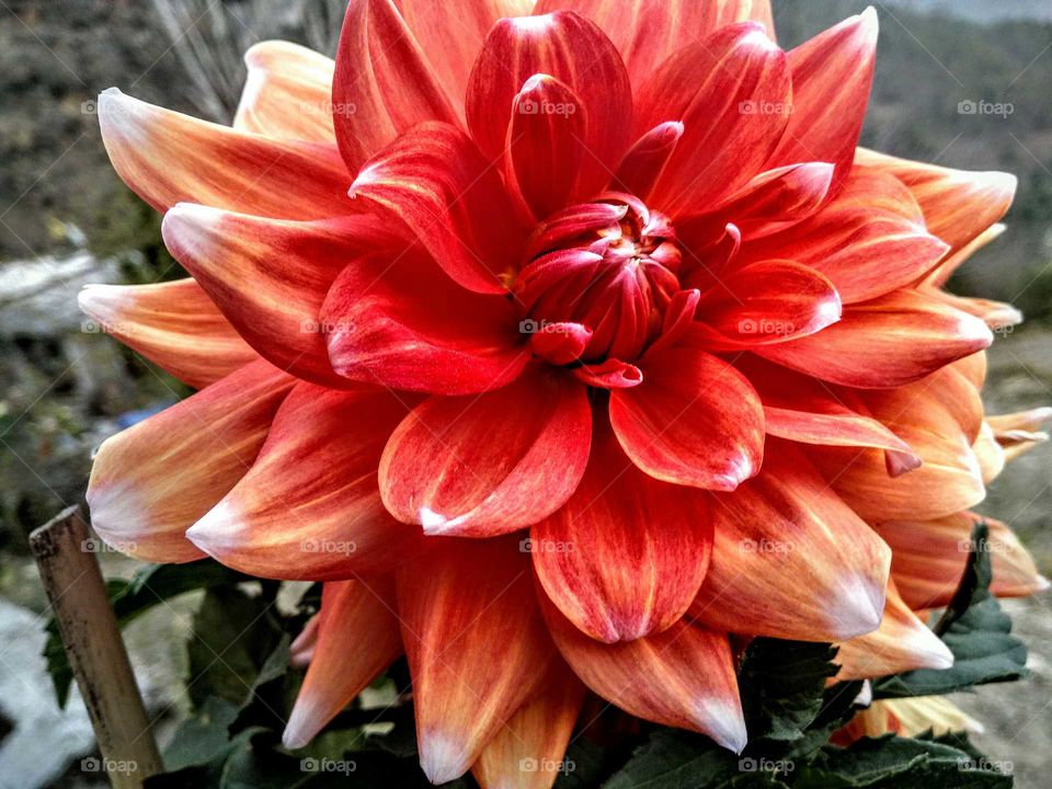 dahlia red