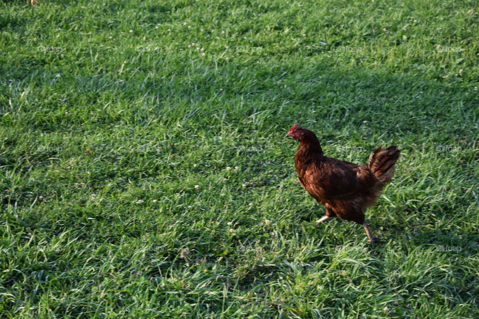 A Rhode Island Red hen rushing across lush green grass. 