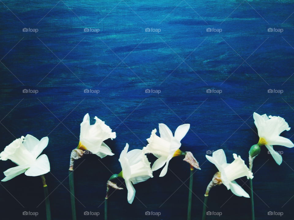 White Daffodils. Several white Daffodils on blue wooden background