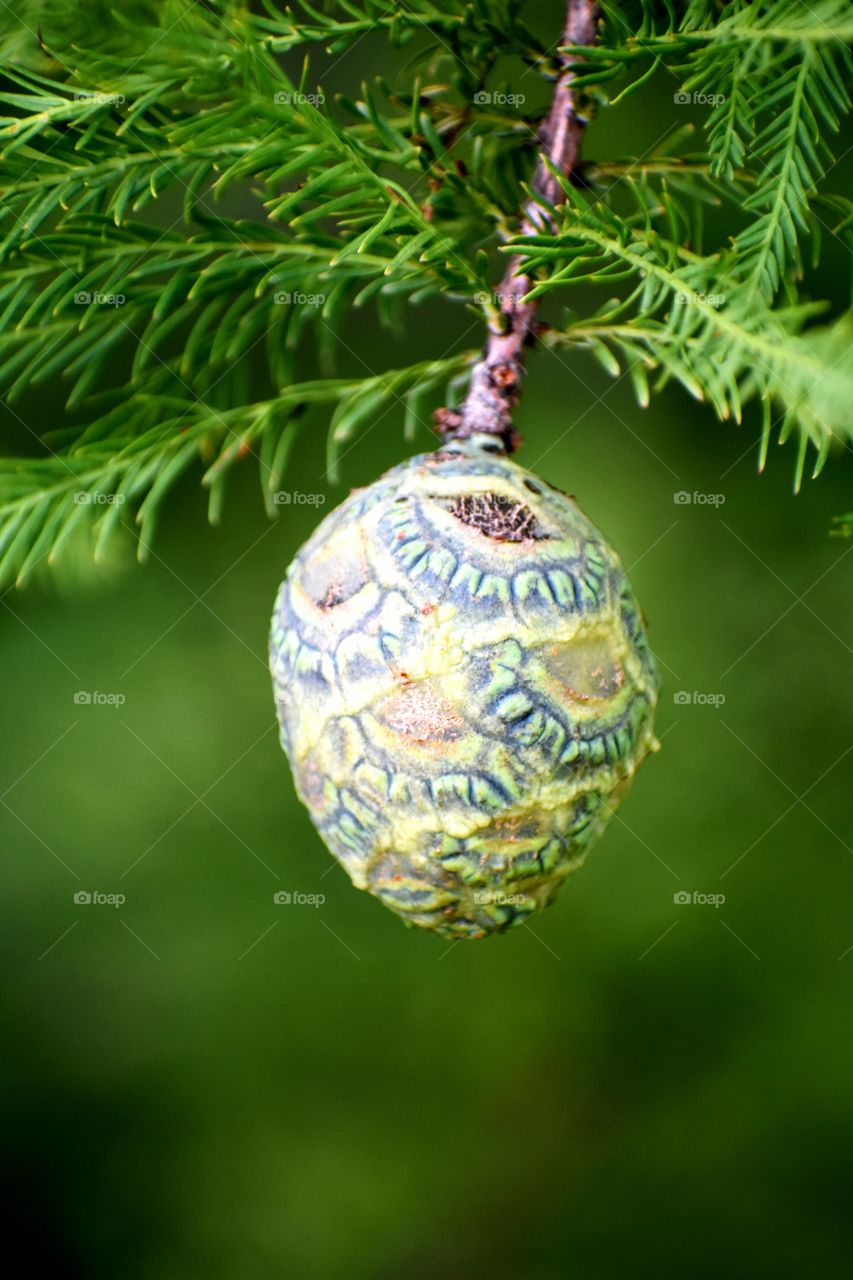 pine tree cone hemlock green decorative