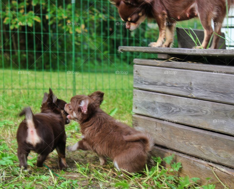 Mother watching her boys