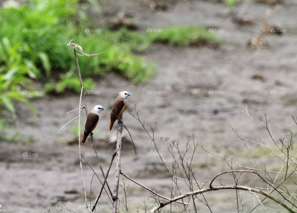 Pale headed munia. Interaction of good both at the site. As their interest of dryng bush to rest. The birds be part of large number munia's pleased of the rice field, crown field, and dryng grass field.