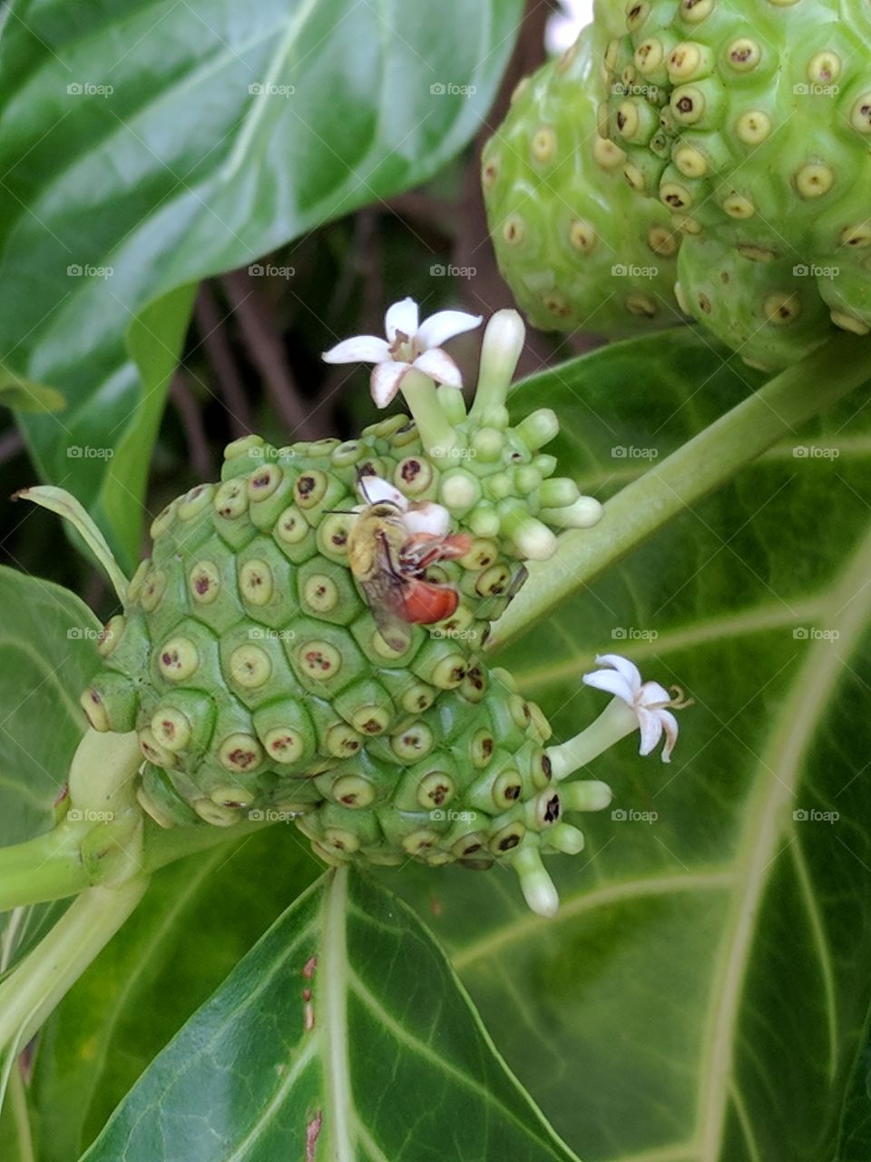 budding noni fruit