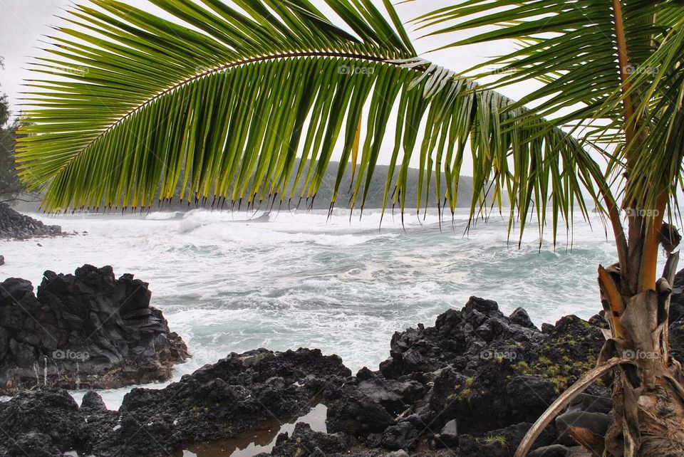 A palm tree and lava rock framing the photo in Hawaii.
