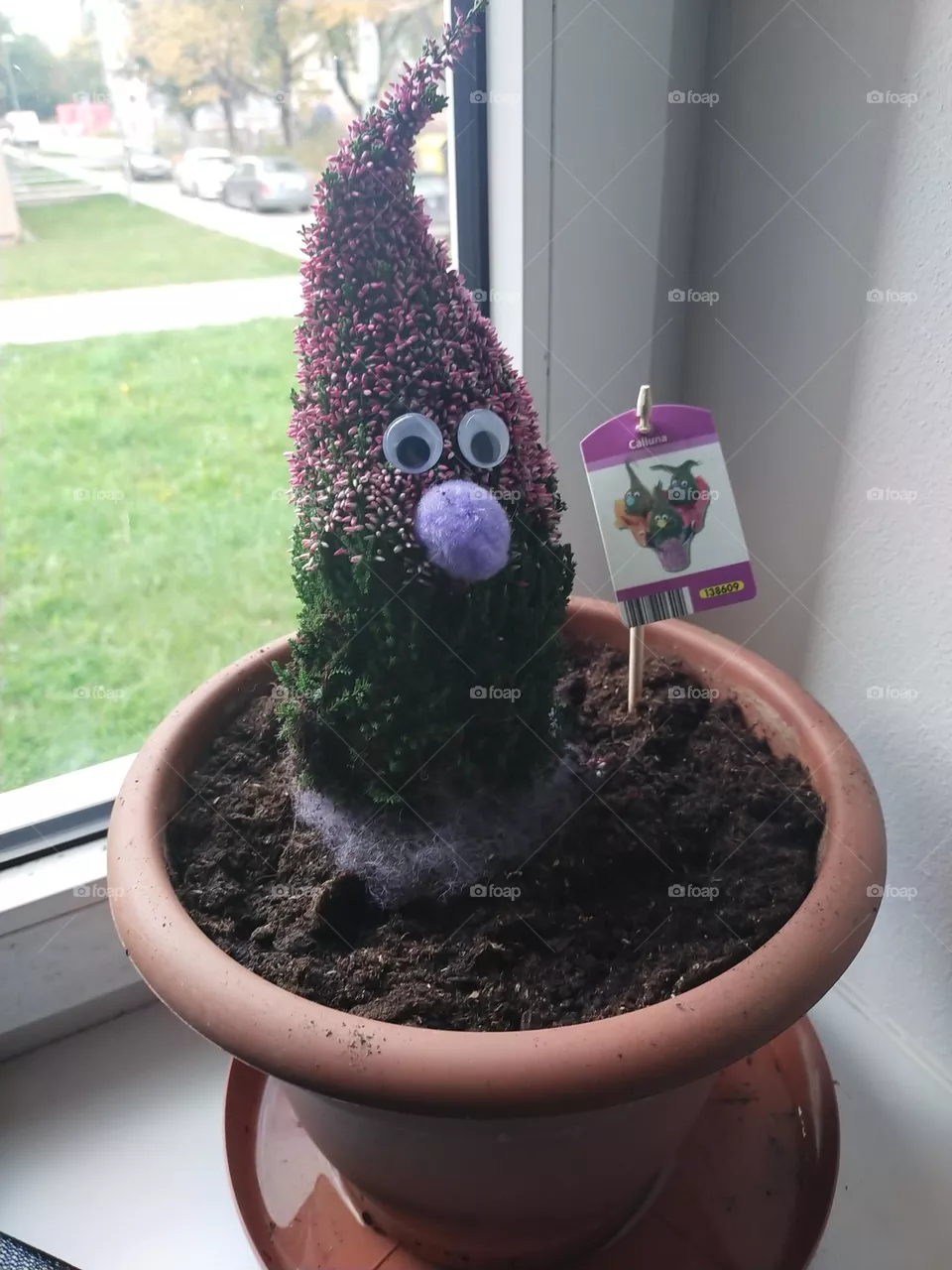 Home plants