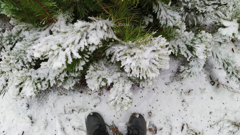 snow lies on the bushes