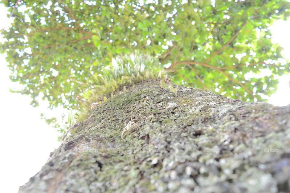 Closeup Tree