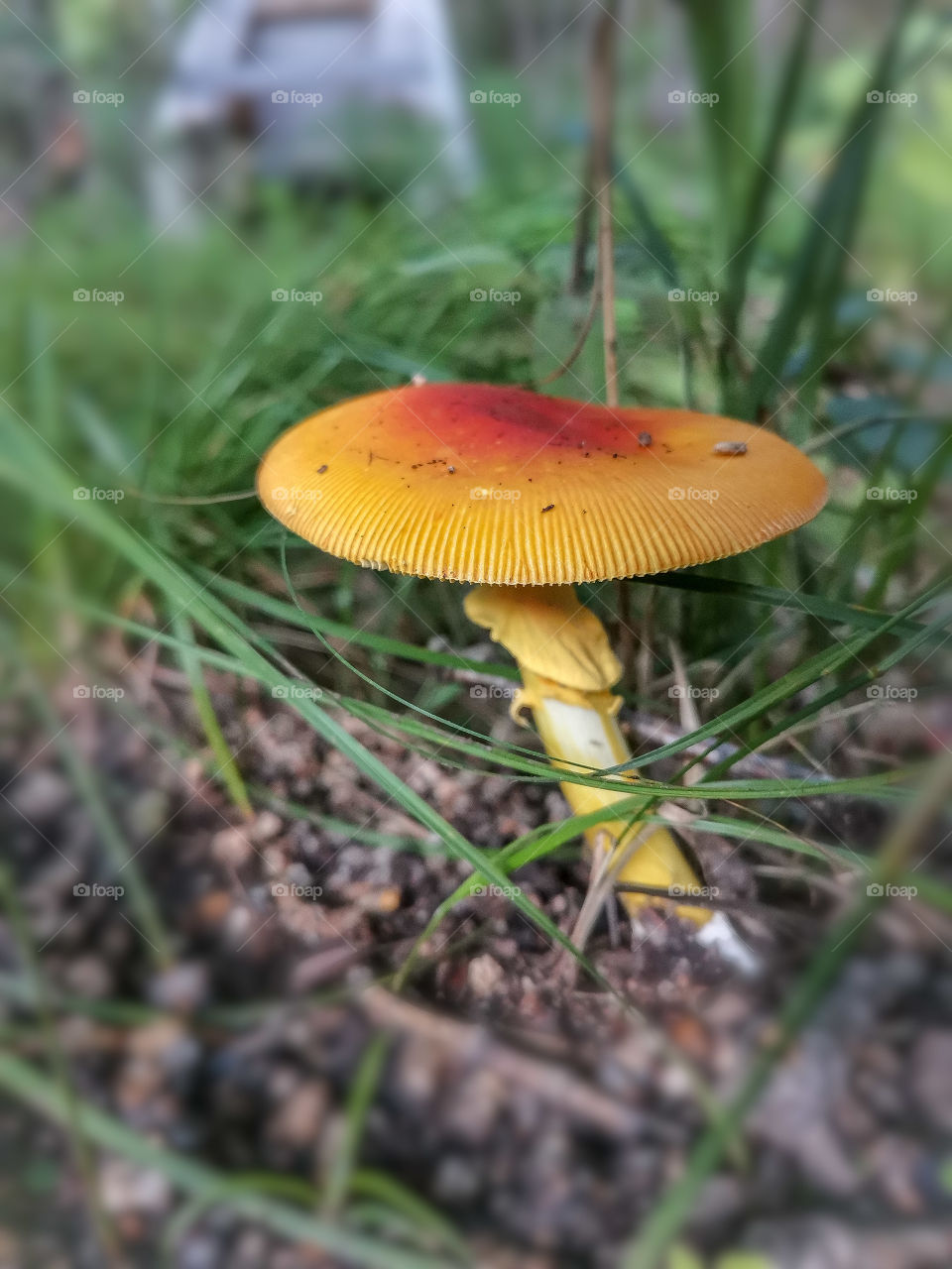 Mushroom Orange