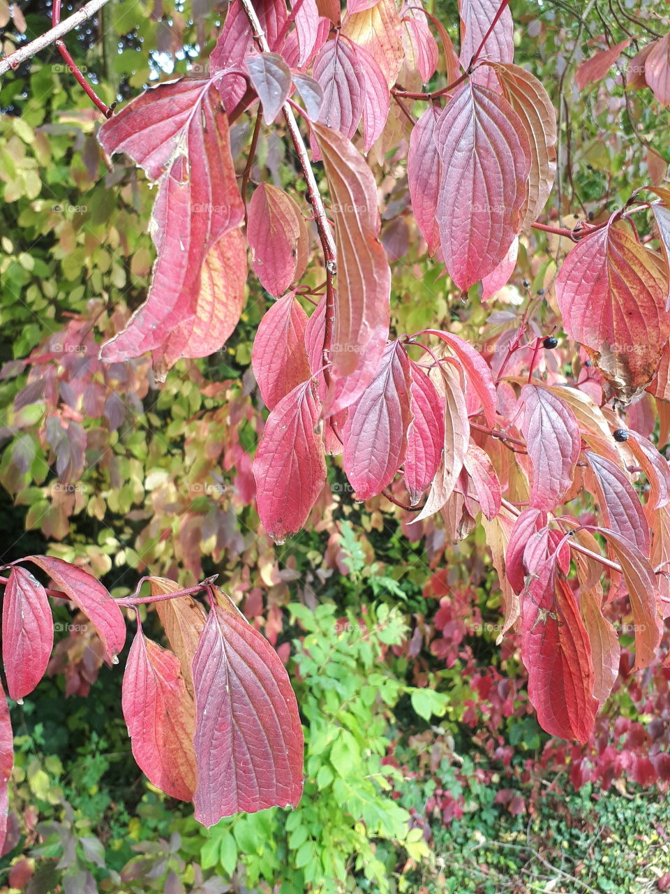 Leaf, Fall, Nature, Season, Flora