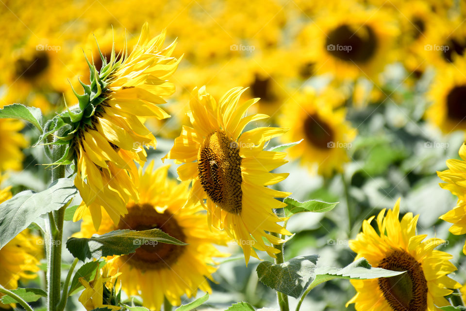 Nature, Flower, Summer, Flora, Sunflower