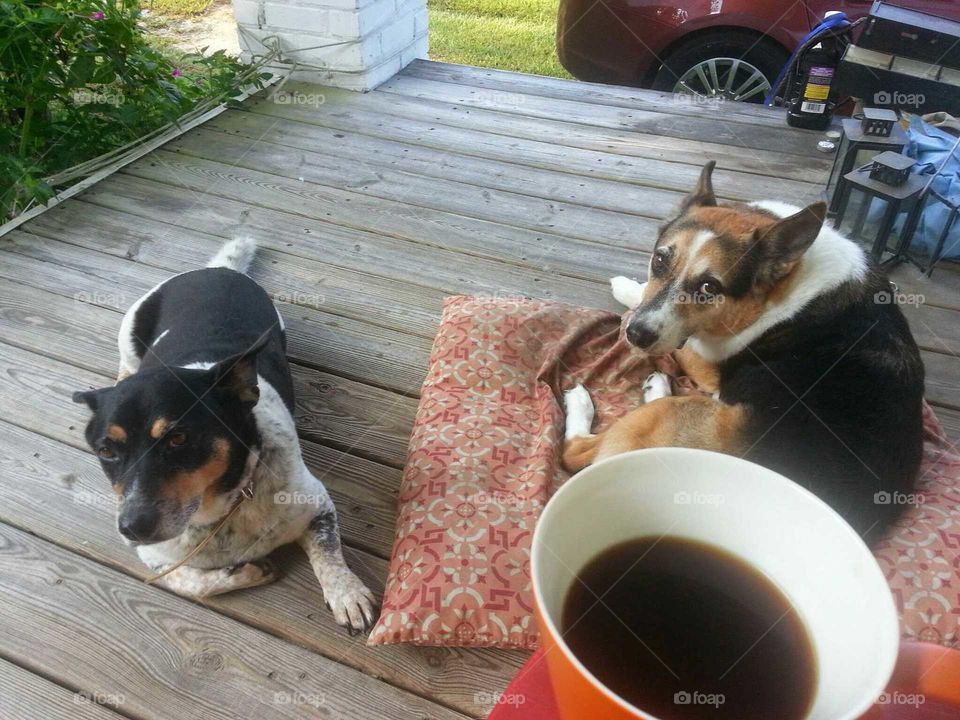 breakfast with the mutts