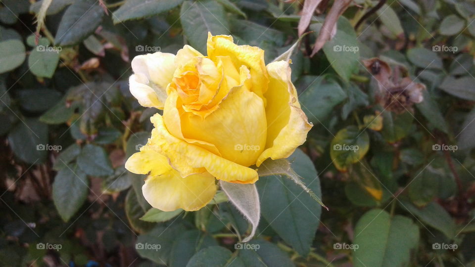 Whitering  Rose