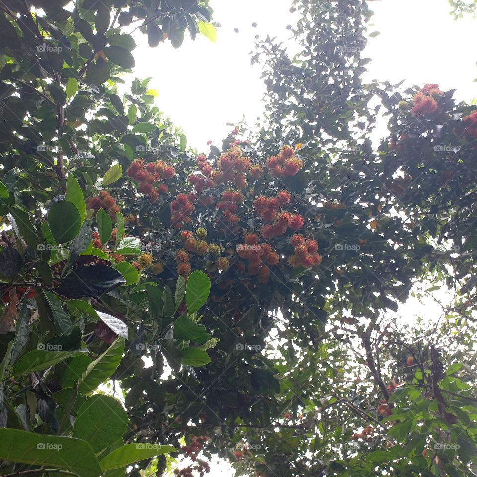 The rambutan tree bears a lot of fruit and is ready to be harvested