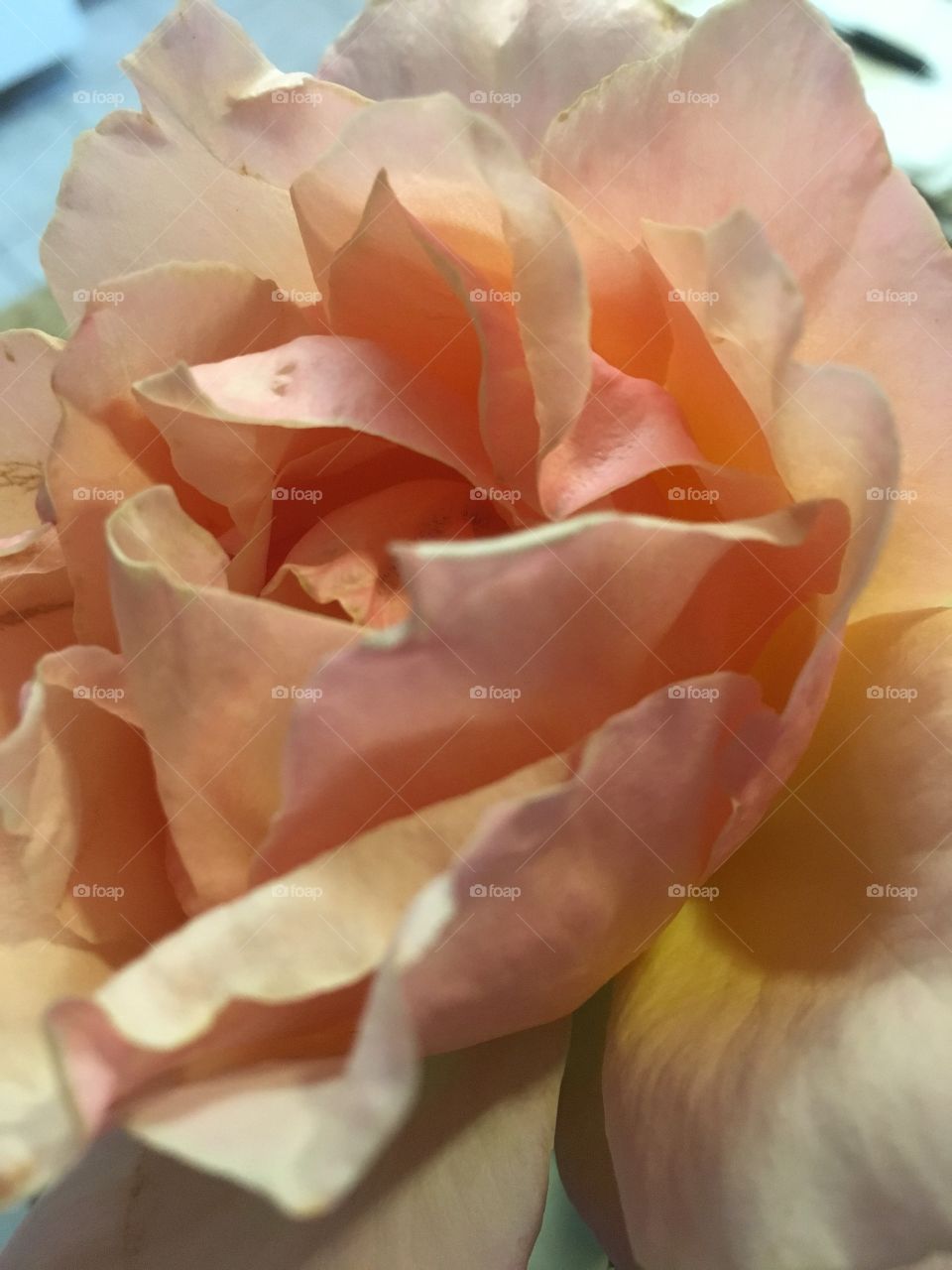 Peach rose