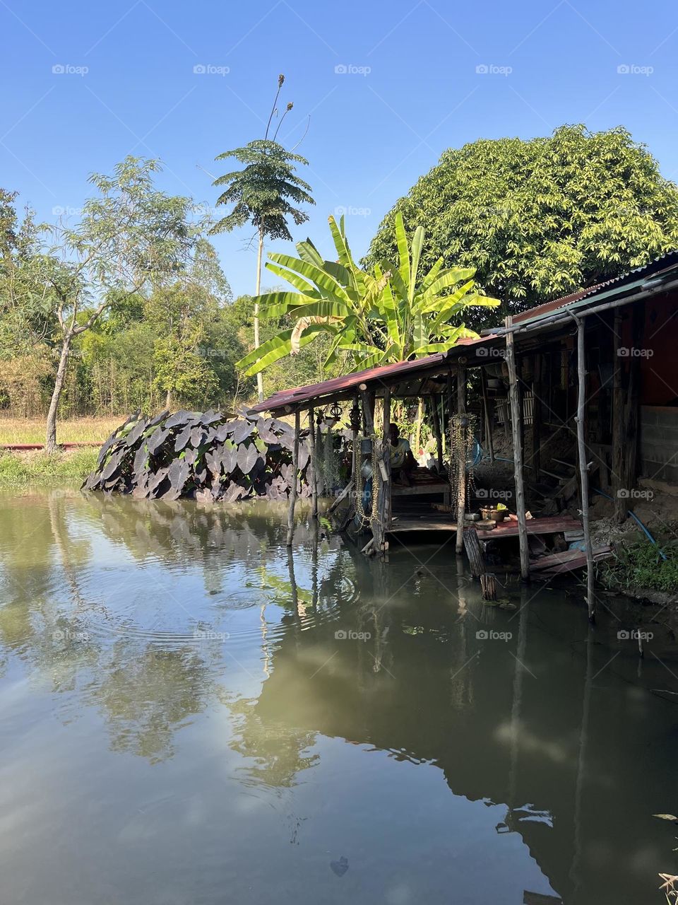 The stories of my garden @ Upcountry ( Thailand)