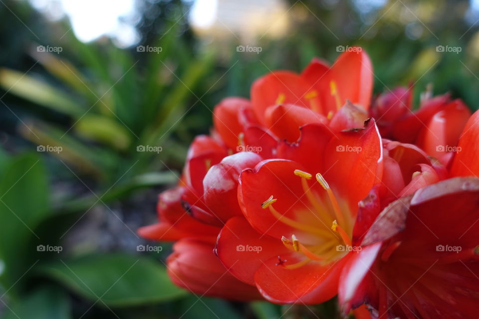 Red flowers in the garden.