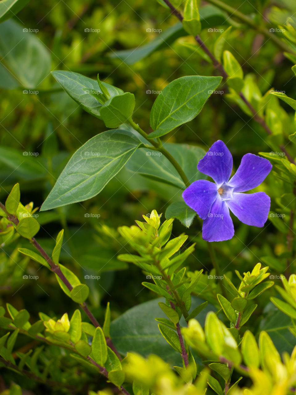 Periwinkle flower in the foliage