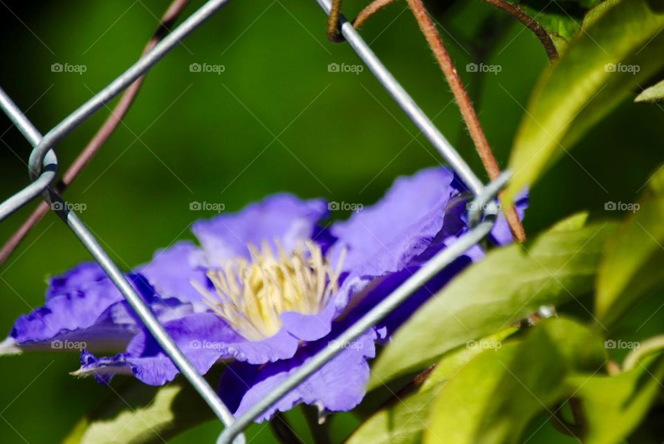 Lavender Clematis Seen Through the Chainlink Fence