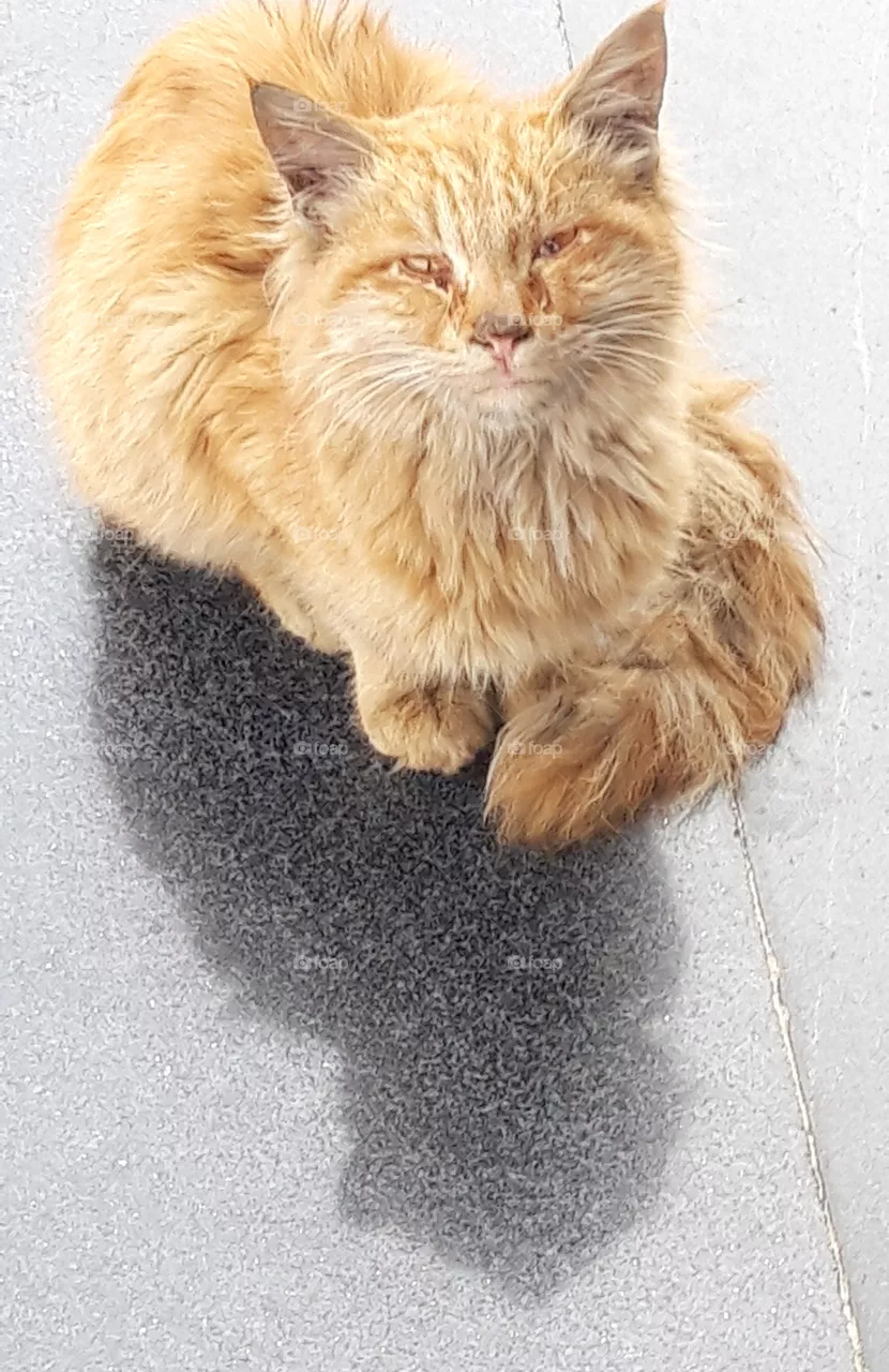 cat